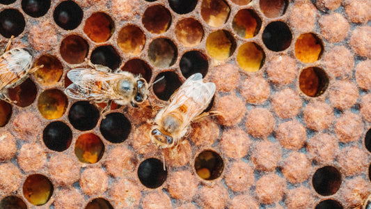 Two bees on a honeycomb with varying shades of brown and black.